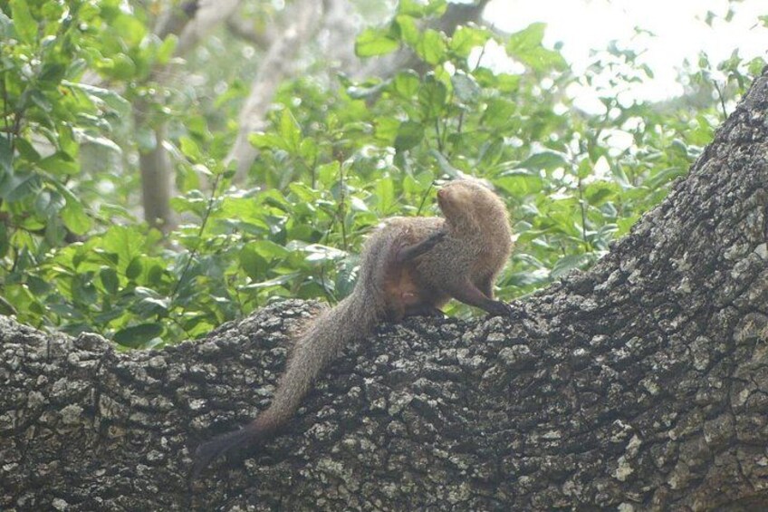 Ein Eichhörnchen auf einem Ast. 2