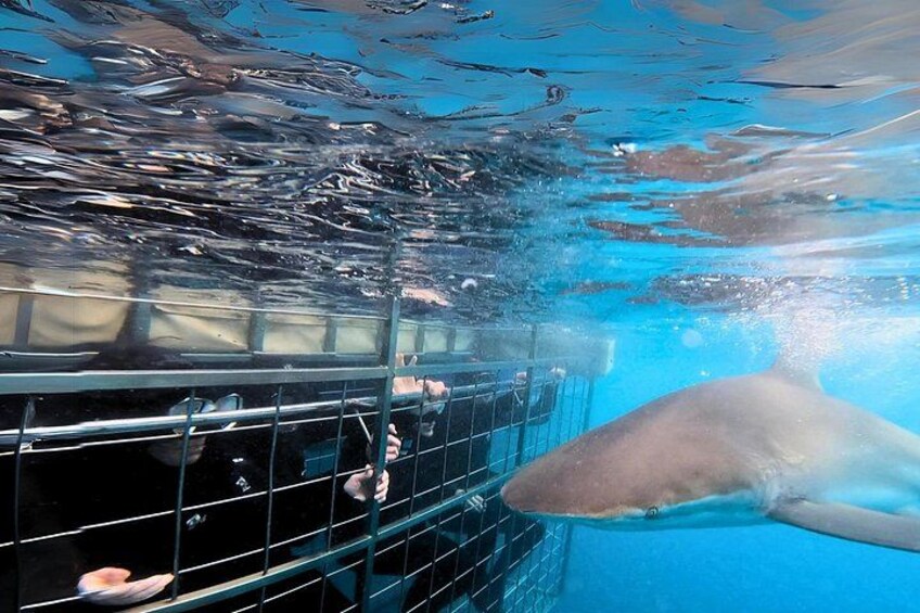 Ein Blick unter Wasser auf einen Hai, der in der Nähe einer Metallbarriere schwimmt. 1