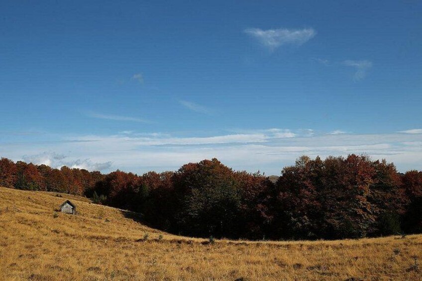 A grassy field with autumn-colored trees and a small structure. 3