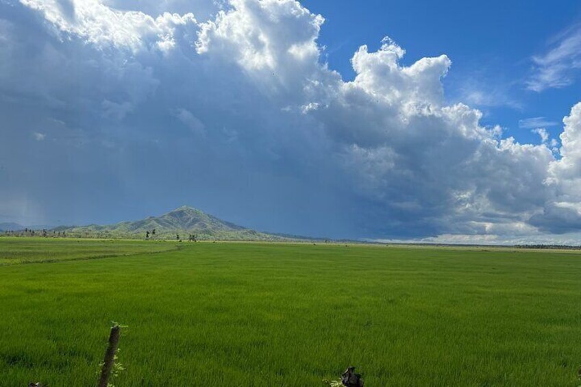 Route through rice fields 5