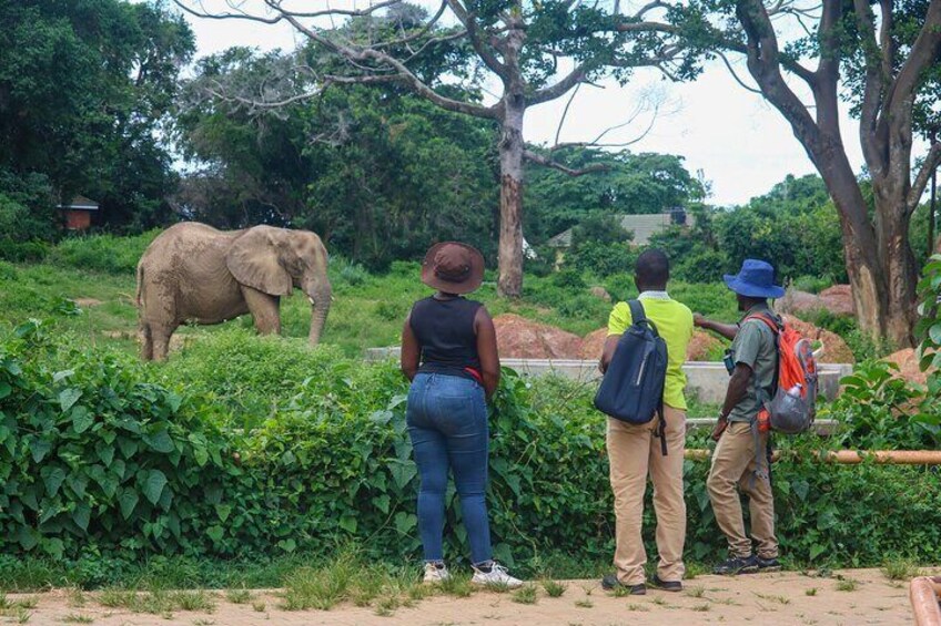 A group of people observing an elephant in a natural setting. 3