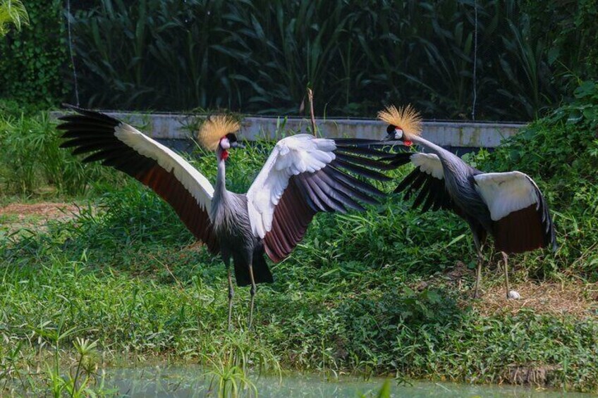 Two birds with long legs and large wings standing in a grassy area near water. 5