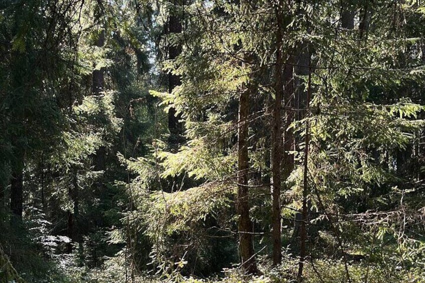 Scenic Forest Walk with Nordic Legends and Traditional Food 5
