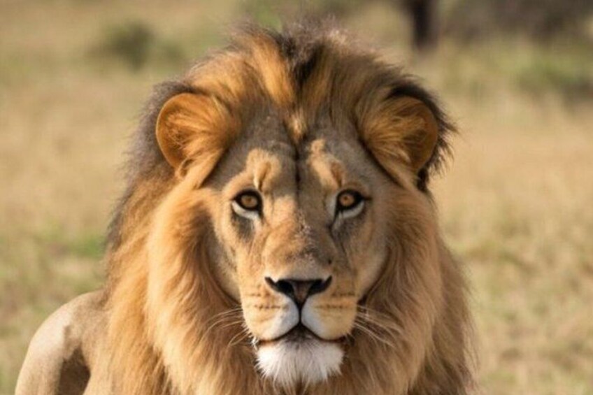 A lion with a full mane, set against a dry grassland background. 2