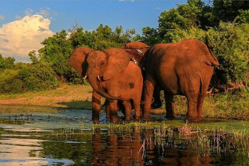 Elephants near a water body with trees in the background. 2