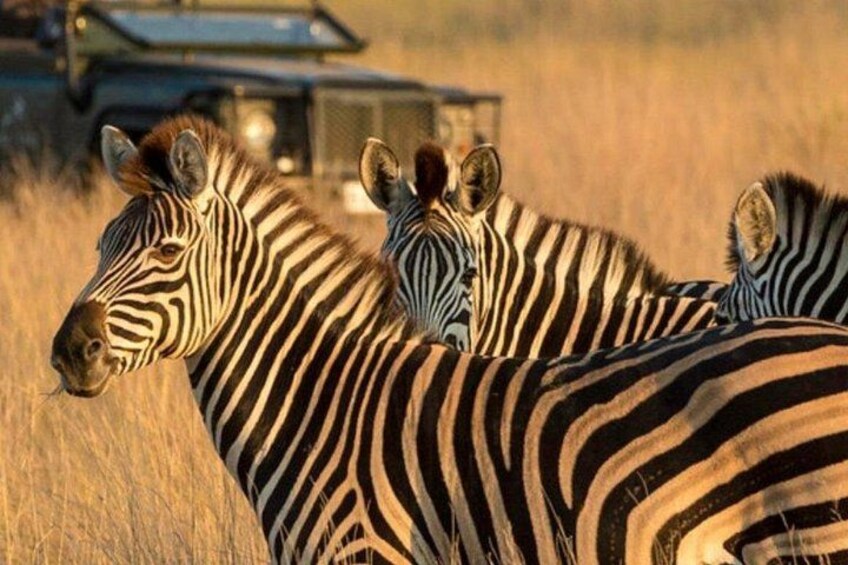 Zebras in a grassy field with a vehicle in the background. 5