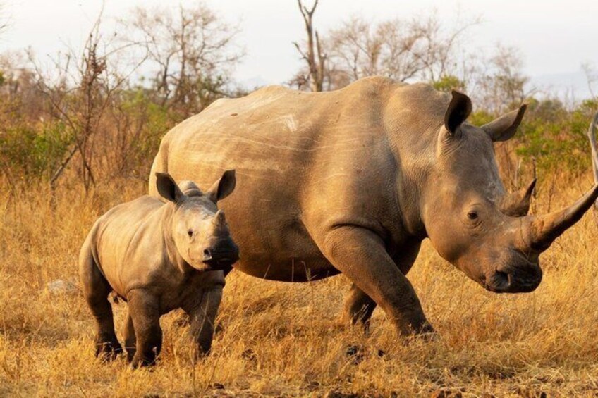 A rhinoceros with its calf in a dry grassland. 1