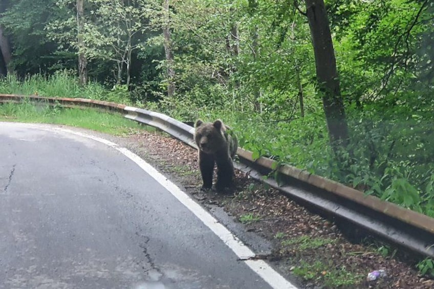 A bear walking along a road in a forested area. 5
