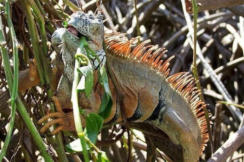 An iguana on a branch in a natural setting. 5