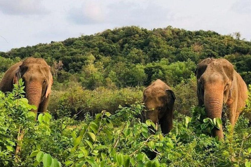 Elephant Sanctuary tour Pattaya half day no rides 2