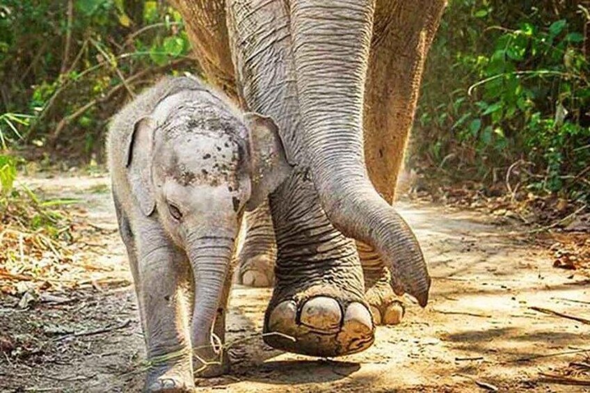 Elephant Sanctuary tour Pattaya half day no rides 2