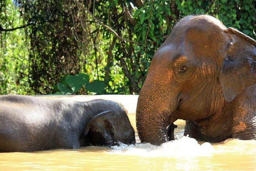 Elephant Sanctuary tour Pattaya half day no rides 1