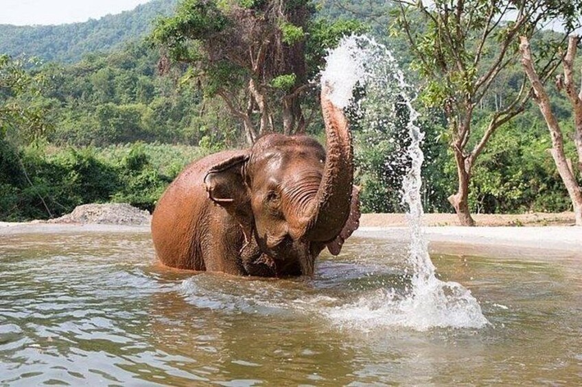 Elephant Sanctuary tour Pattaya half day no rides 3