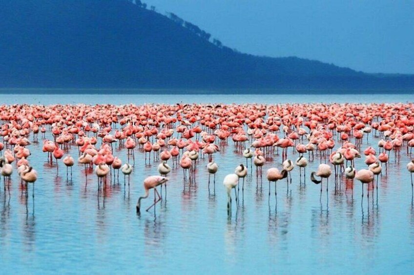 A large number of flamingos standing in shallow water. 5