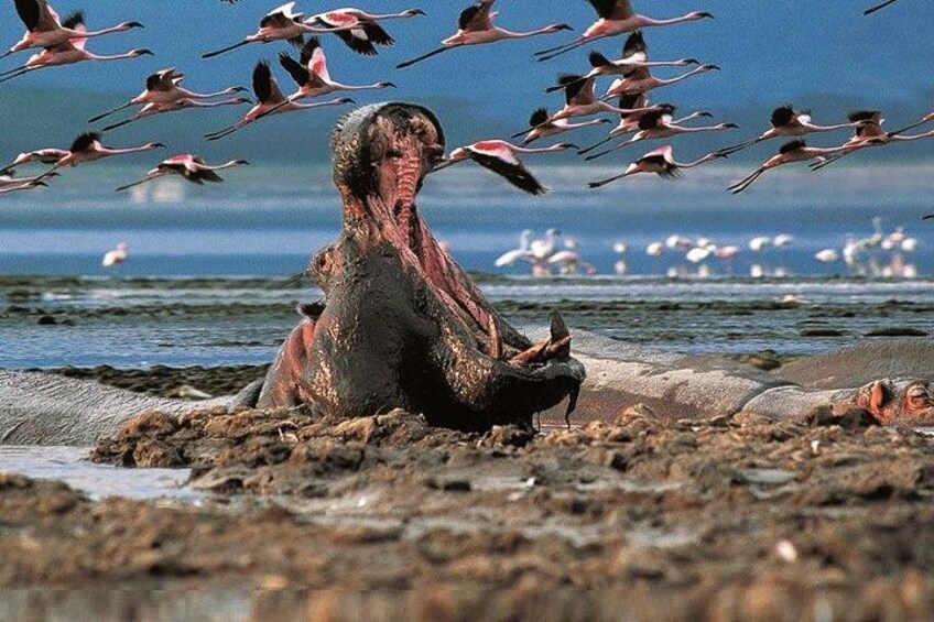 Private 4WD Lake Nakuru Day Tour from Nairobi 2