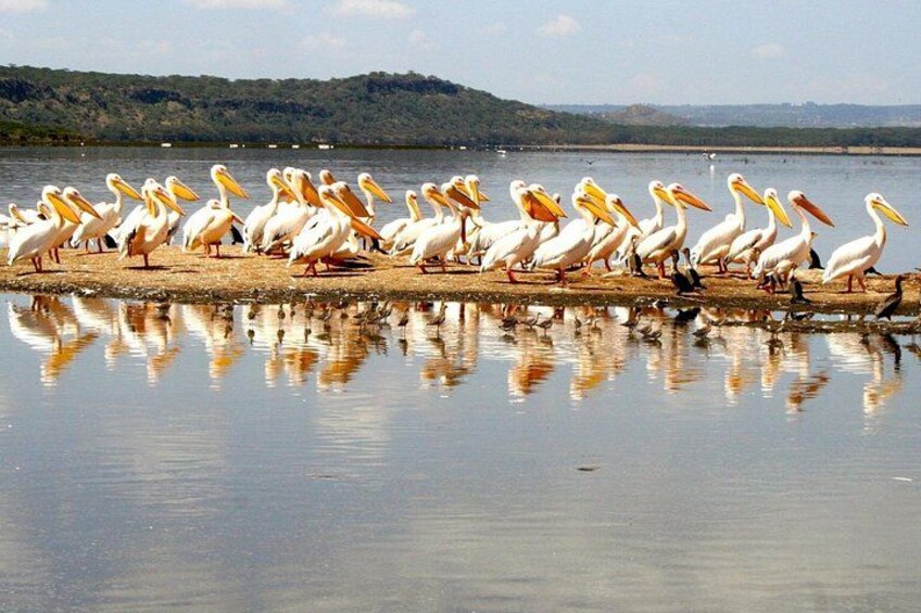 A group of pelicans on a wooden platform by a calm lake with reflections. 3