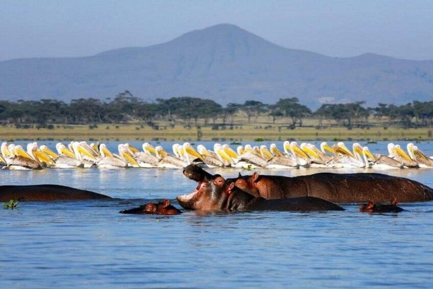 Hippos in water with pelicans in the background. 4