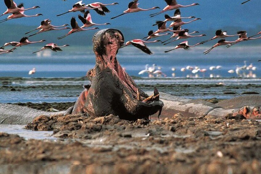 A person sitting on a rocky shore with birds flying overhead. 2
