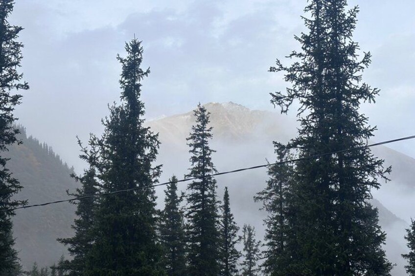 Un bosque con altos árboles de hoja perenne y una montaña parcialmente cubierta por niebla. 5
