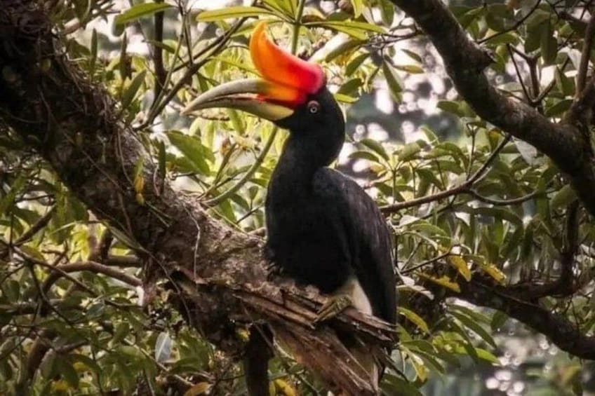 Un tucán posado en una rama de árbol. 5