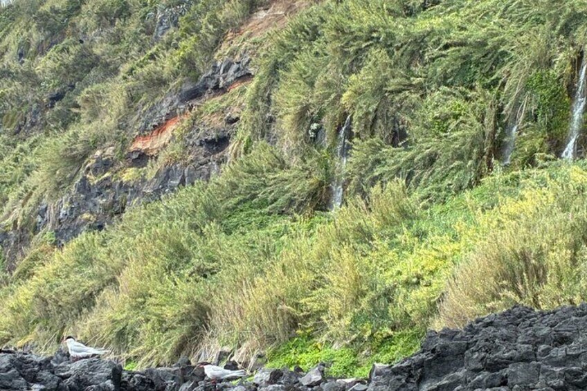 A coastal landscape with dense green vegetation and rocky terrain. 2