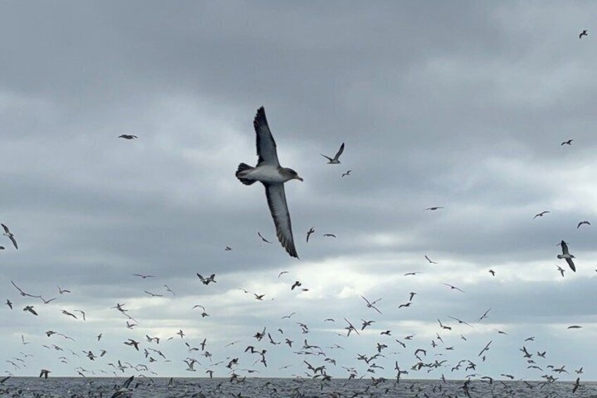 A flock of birds flying over a body of water. 1