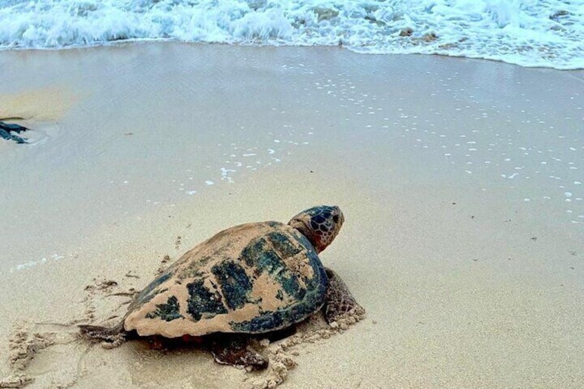 A sea turtle on a sandy beach near the water. 5