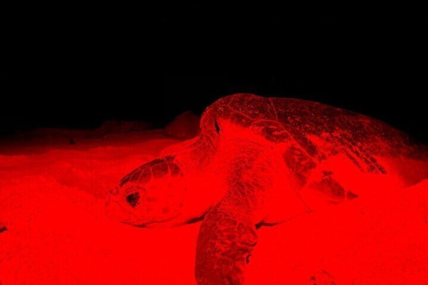 A large sea turtle on a sandy beach. 4