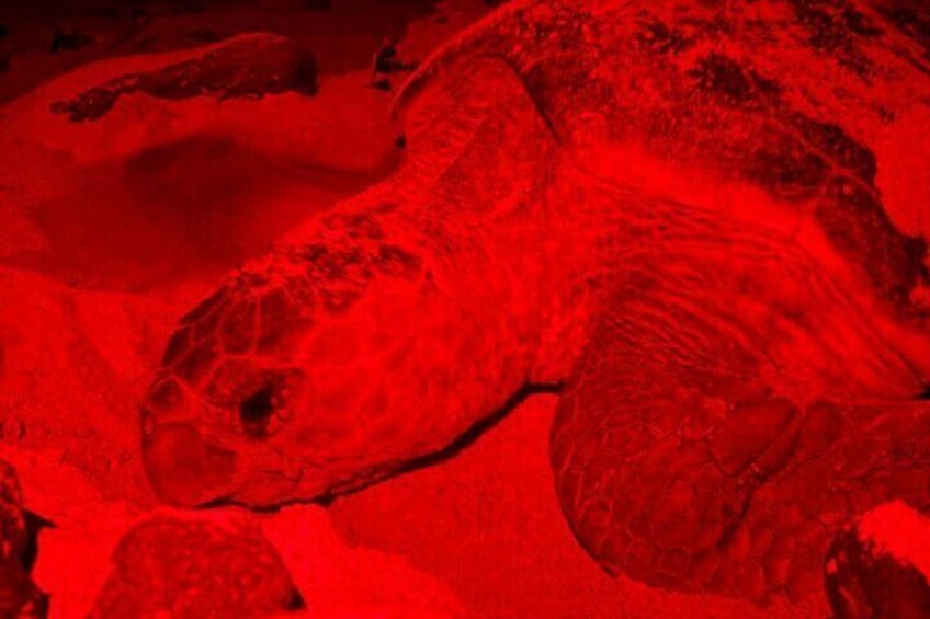 A turtle on a red surface. 3