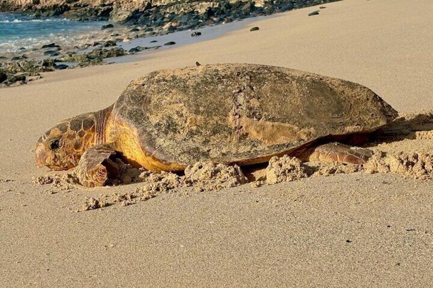 A sea turtle on a sandy beach with rocks and ocean in the background. 1