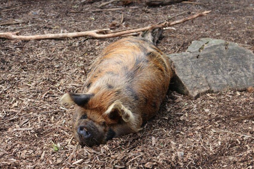Animals of Aotearoa Wellington Zoo Tour 5