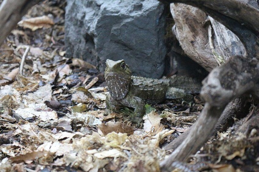 Animals of Aotearoa Wellington Zoo Tour 2