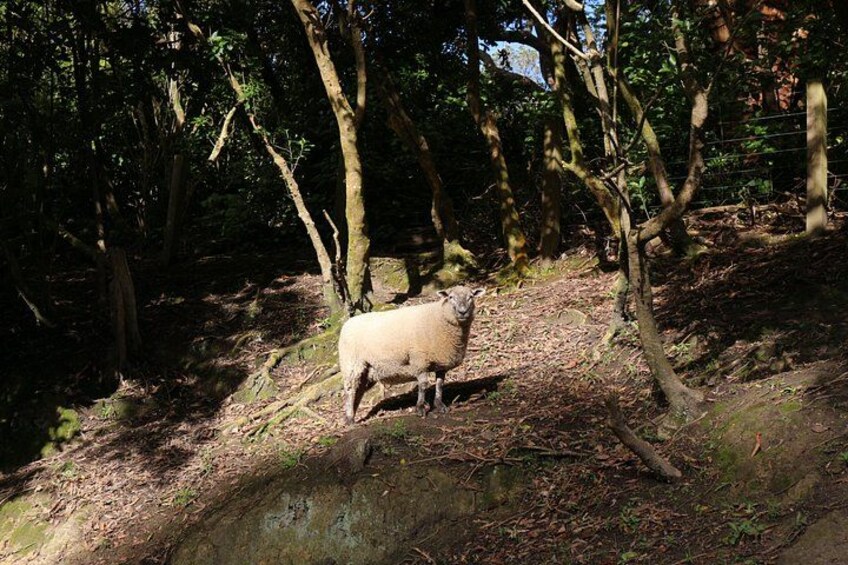 Animals of Aotearoa Wellington Zoo Tour 3