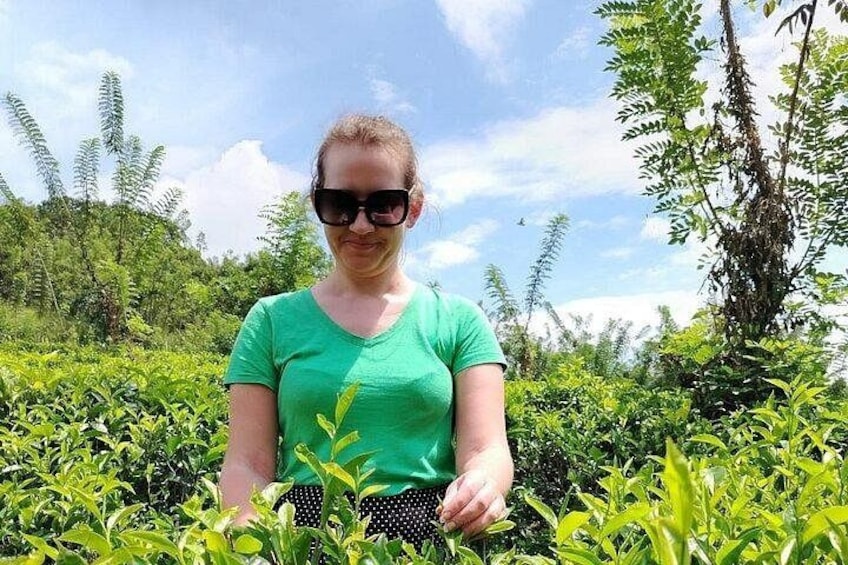 A person in a green shirt standing among tea plants. 4