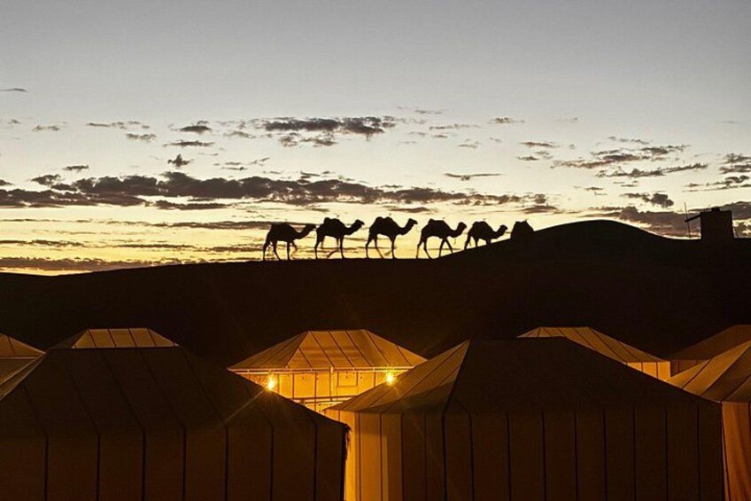 Camels walking across a desert landscape at sunset, with tents in the foreground. 1
