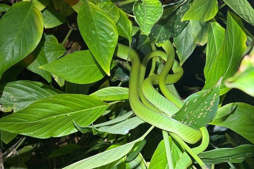 Una serpiente verde enroscada entre hojas verdes. 2