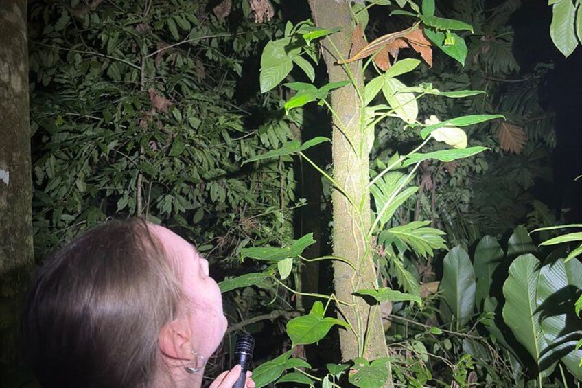 Una persona observando una planta en un bosque frondoso y verde. 4