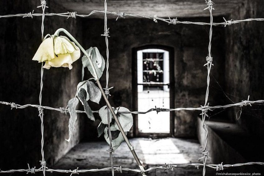 Una rosa bianca dietro filo spinato in una stanza scarsamente illuminata con una finestra. 1