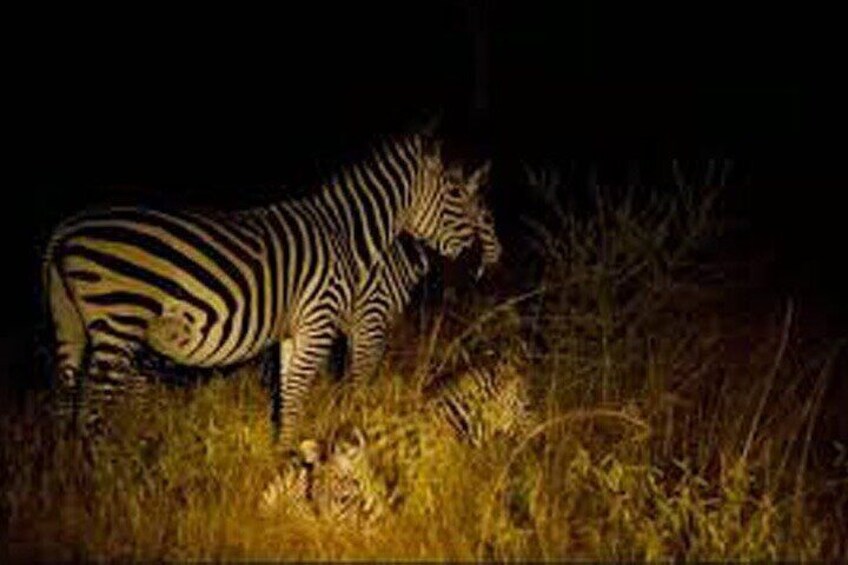 Night Game Drive at Nairobi National Park 5