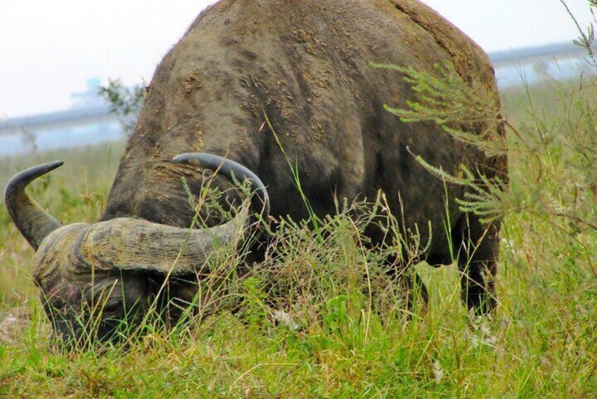 Night Game Drive at Nairobi National Park 4
