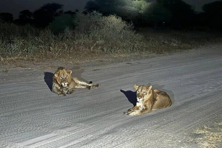 Night Game Drive at Nairobi National Park 1