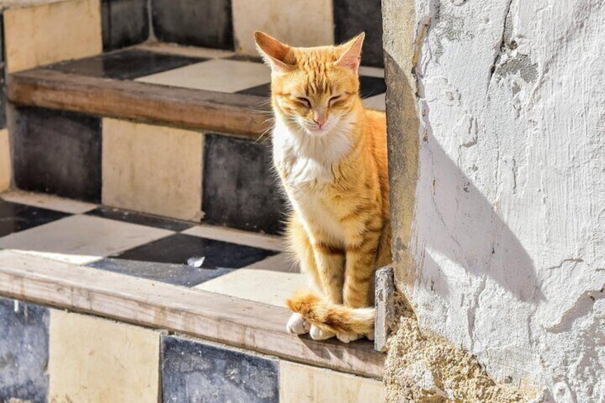 A ginger cat sitting on a ledge next to a wall with a checkered pattern. 3