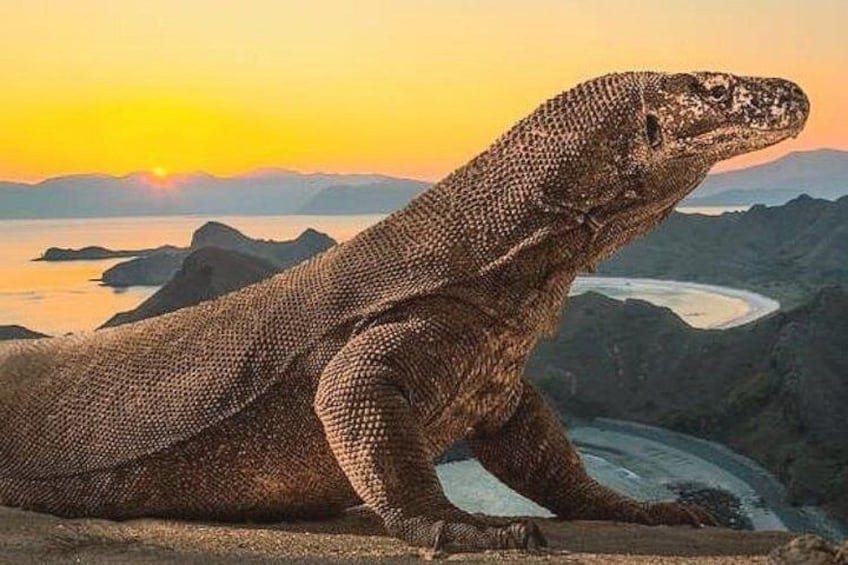 A large monitor lizard on a rocky outcrop with a sunset and mountains in the background. 1