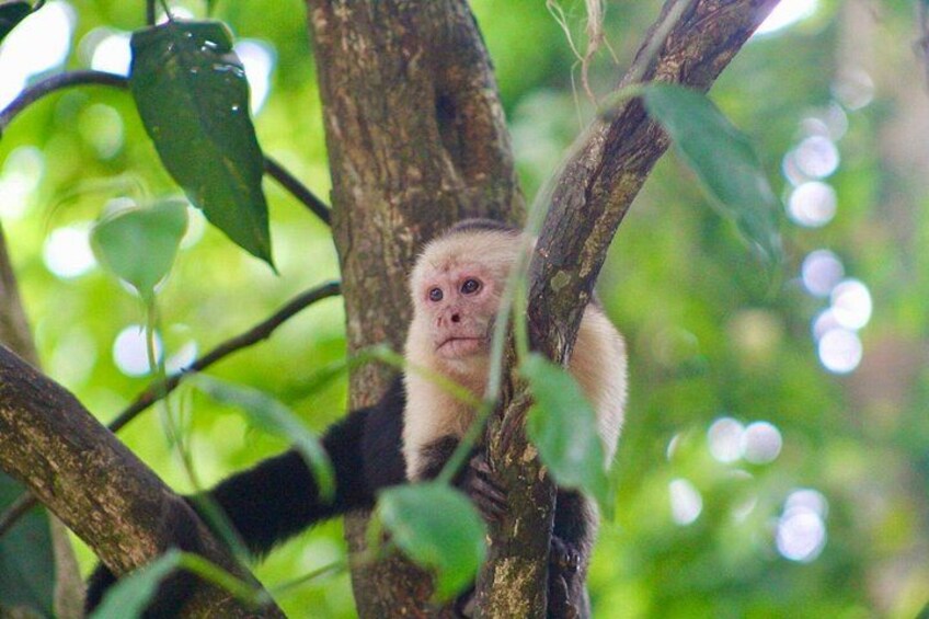 A monkey in a tree surrounded by green foliage. 3