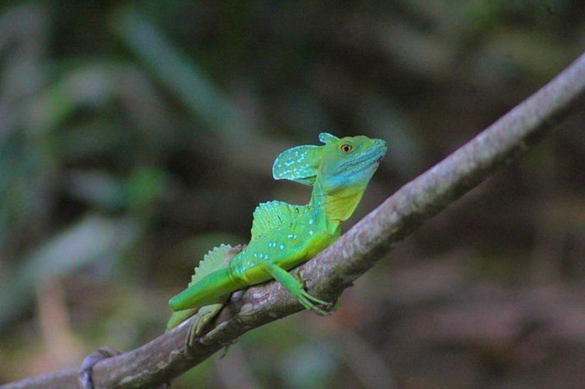 A green lizard on a branch. 2