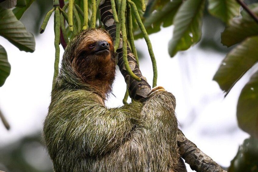 A sloth hanging from a tree branch. 5