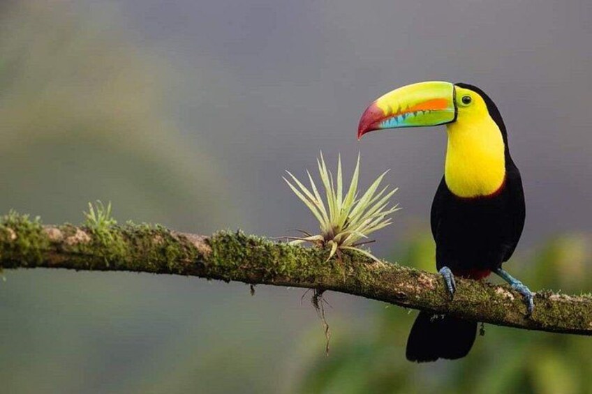 A toucan perched on a mossy branch with a blurred green background. 4