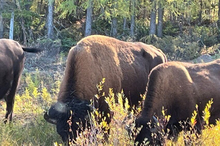 Bison Highway Wildlife Tour 3