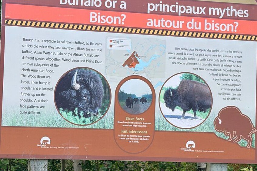 Bison and North Arm Scenic Highway Bus Tour 5