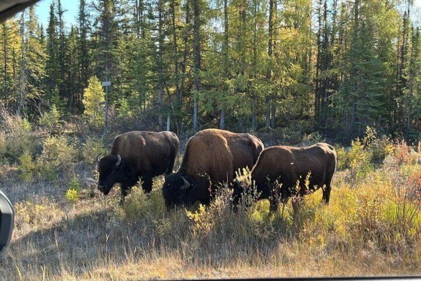 Three bison grazing in a forested area. 1